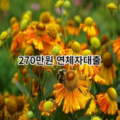 270만원 연체자대출 급전 당일 소액 일수 월변