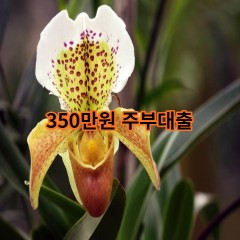 350만원주부대출 급전 당일 소액 일수 월변